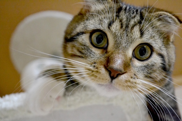 愛猫の幸せと健康を守るために
