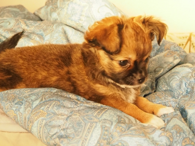 愛犬とのお別れの手続きはどうしたらいい？