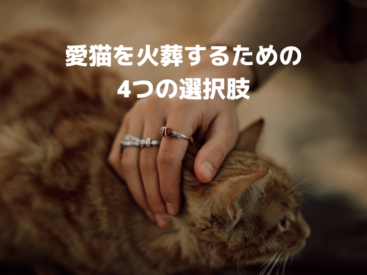 猫を火葬するための4つの選択肢