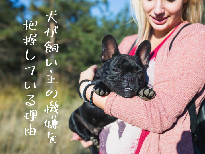 犬が飼い主の機嫌を把握している理由