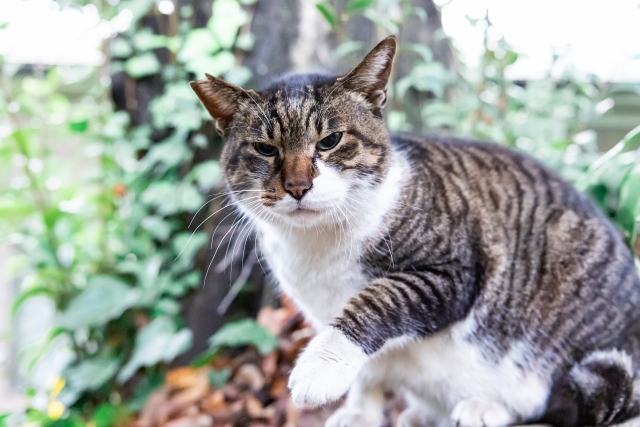 ペットを飼う前に