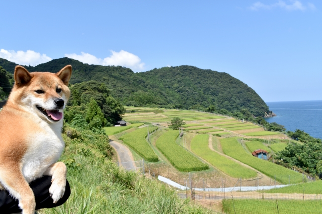 夏場の安置方法について