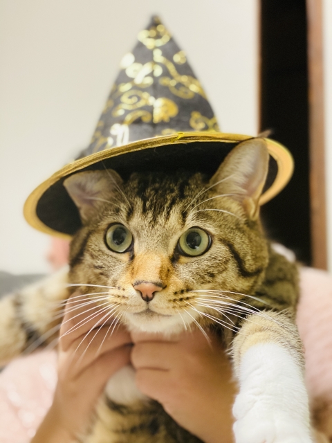 ペット通夜でお供えするもの