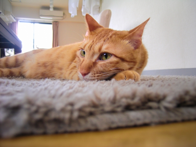ペットが亡くなったらすぐにしてあげること