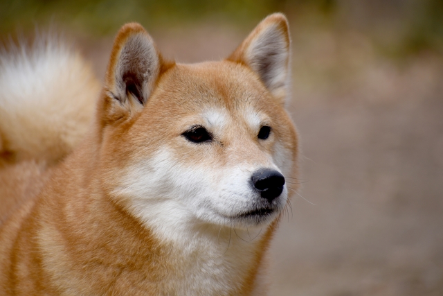 出張火葬はできますか？