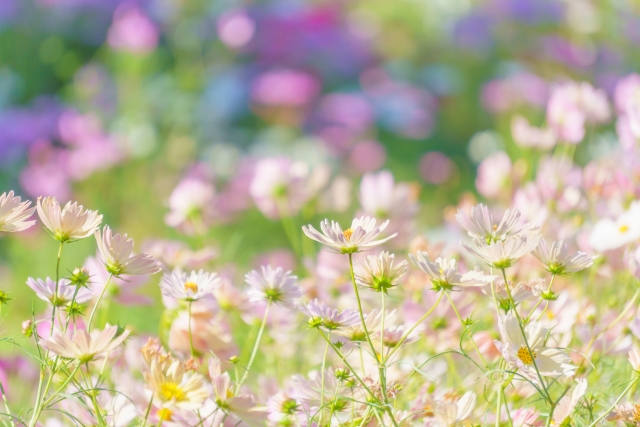 ペット火葬に添えてはいけないお花の特徴