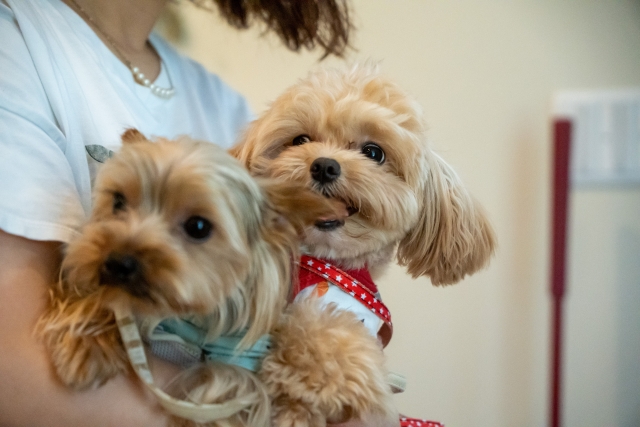 冬時期のペットケア：老猫老犬のための5つの健康対策