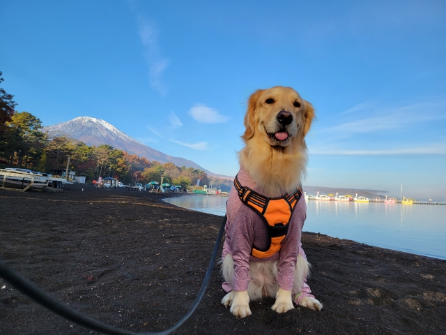 ペット葬儀の流れと料金