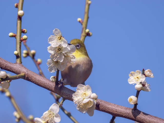 ペットの四十九日 - 愛する家族への思いを込めて