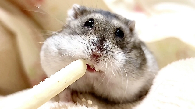 福岡でハムスターの火葬を行うなら動愛園へ