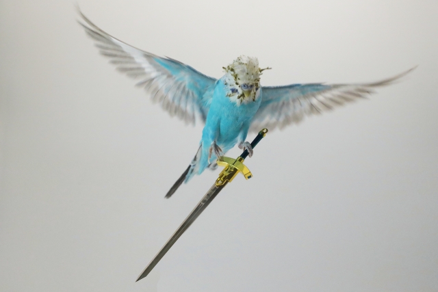 福岡でインコの火葬を行うなら動愛園へ