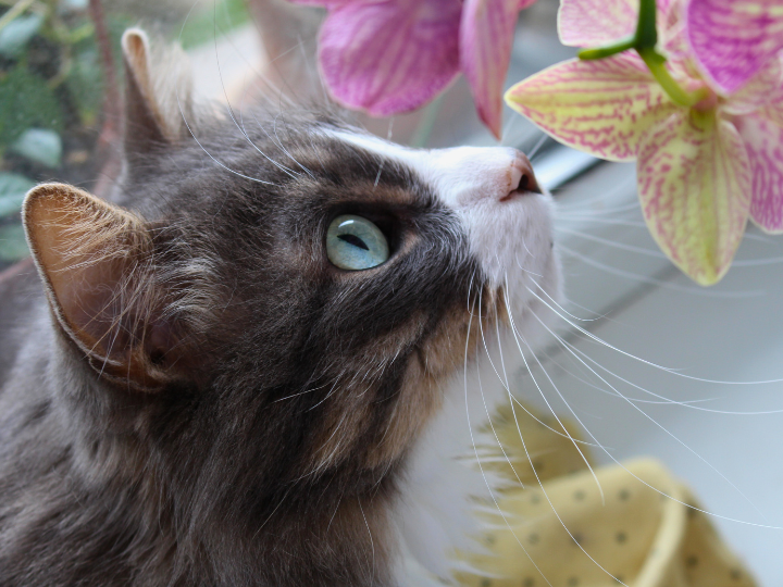 ペット葬儀はどんな動物でも行うことができますか？