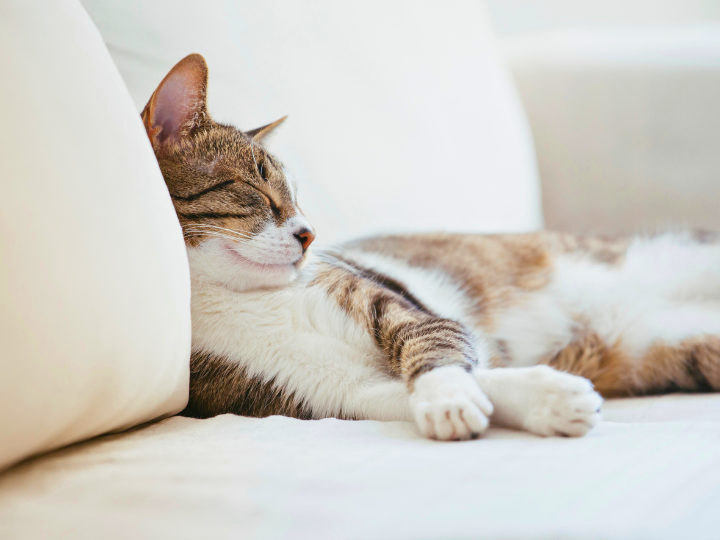 ペットが亡くなったら何をすべき？予約から火葬までの流れ