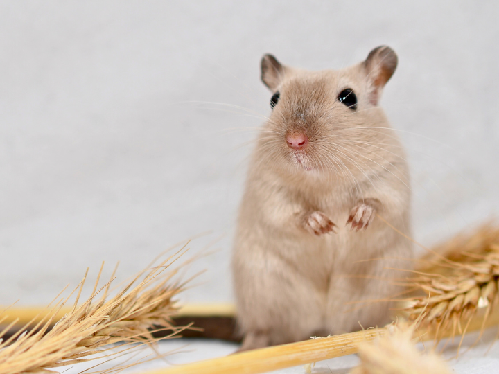 福岡で小動物の供養をお考えの方へ