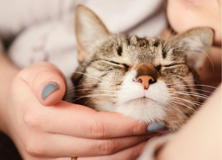 ペットの火葬を考える前に知っておきたい「お別れの準備」