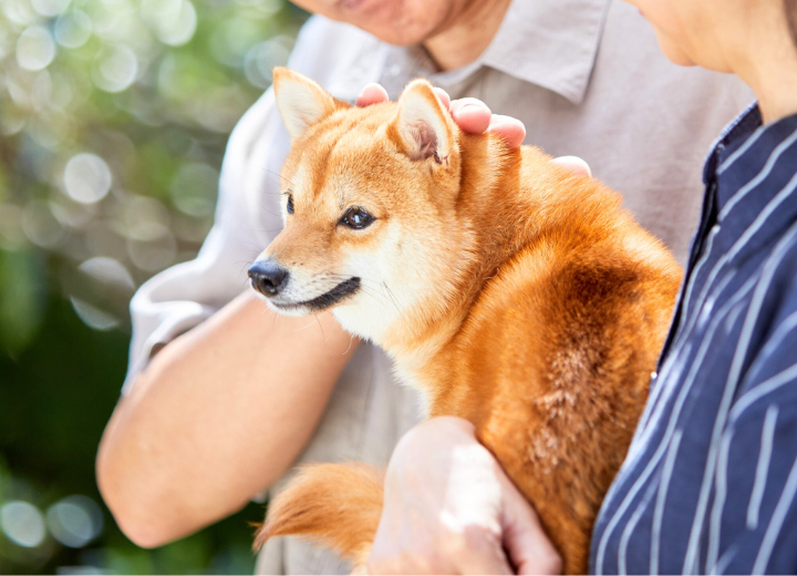 【福岡県のペット火葬】合同と個別の違い