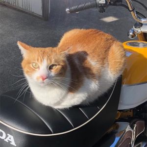 にゃん太