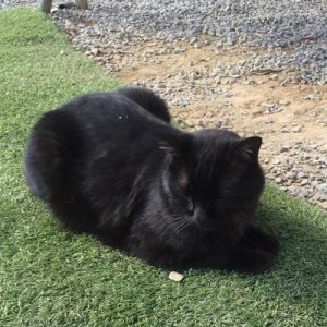 ごすけ