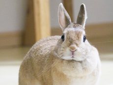 rabbit2