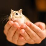 最適な食事