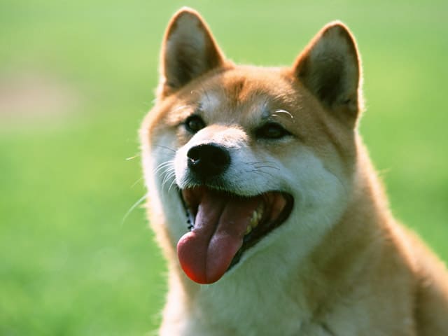 初めてのお別れ