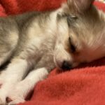 法要日のお知らせ