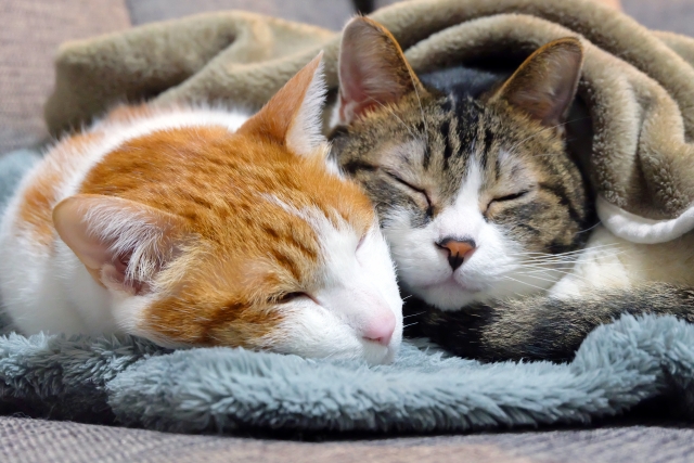 多頭飼いをする方へ