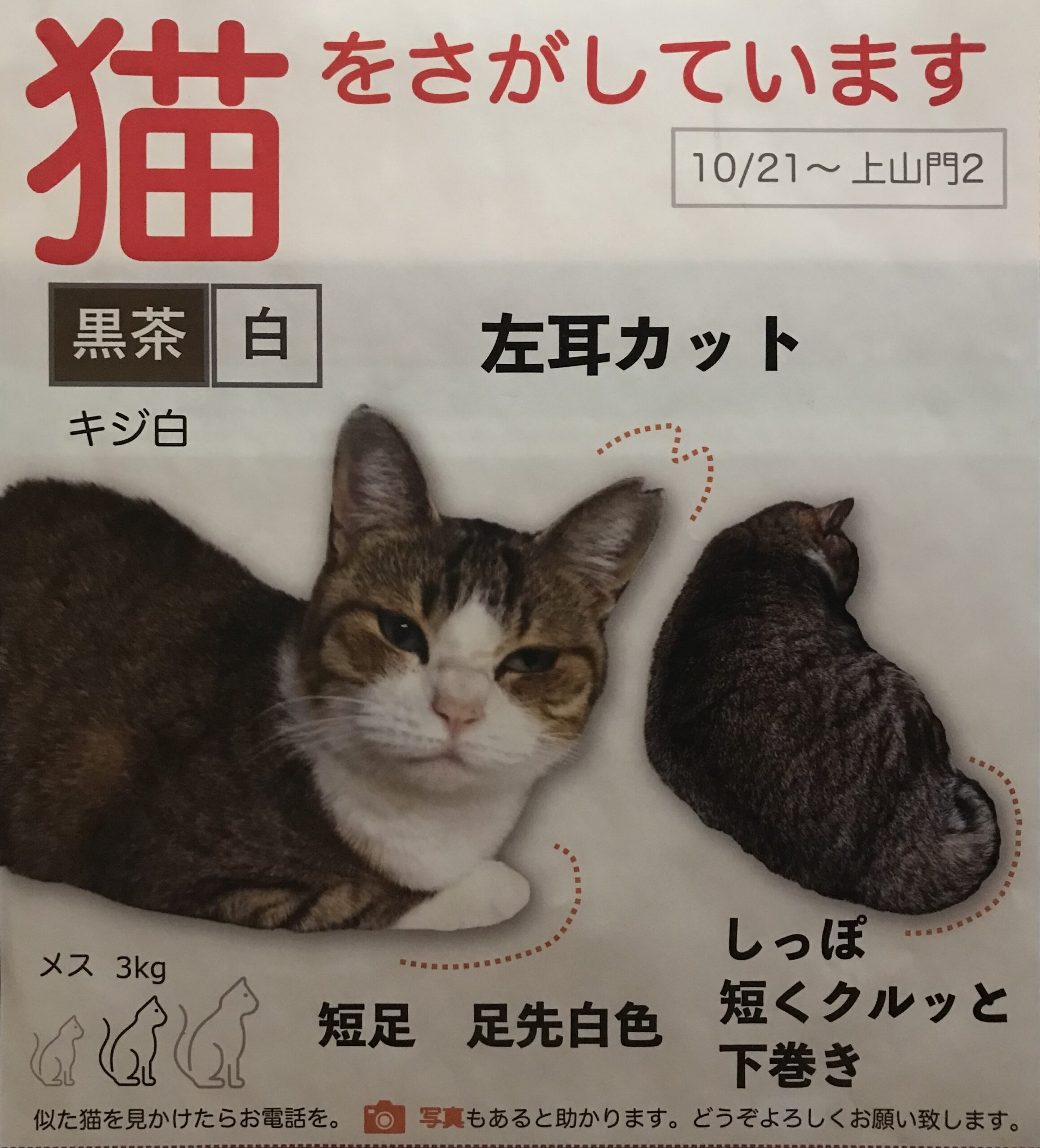 迷子猫