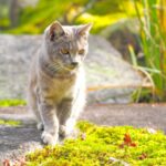さくらねこ