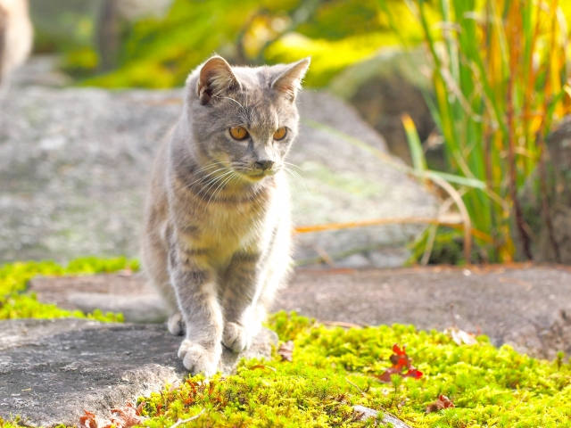 さくらねこ