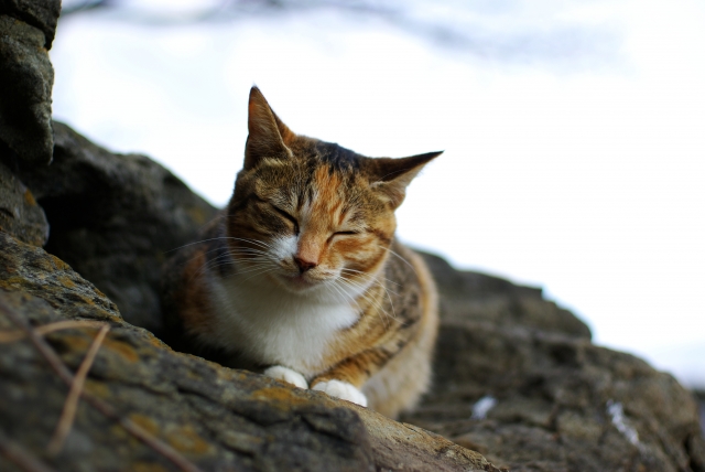 猫がしっぽをピーンと立てた時の気持ちは？
