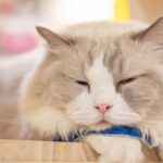 猫のコミュニケーションは様々！？