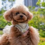 お声をお聞かせください！