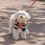 動愛園で出来ること