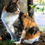 なぜ猫はこんな行動をするのか
