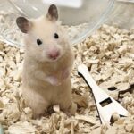 寿命が短いペットについて