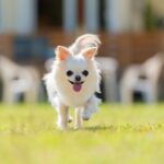 ペットが亡くなったらどうしたらいい？
