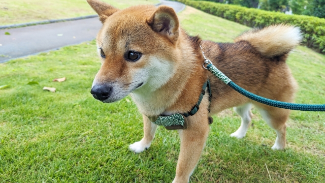 定例法要会のお知らせ