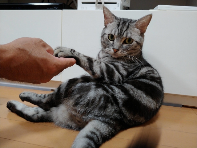 【ペット葬】大切な家族に心を込めて