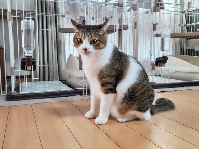 ペットと一緒に暮らすことによって生じる変化