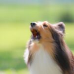 新年のご挨拶