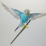 福岡でインコの火葬を行うなら動愛園へ