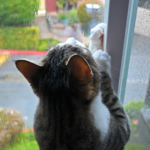 【梅雨時期】猫ちゃんが快適に過ごすためのポイント