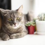 飼い主のためのペット健康管理ガイド【愛するペットのために】