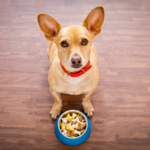 犬にとって危険な食べ物