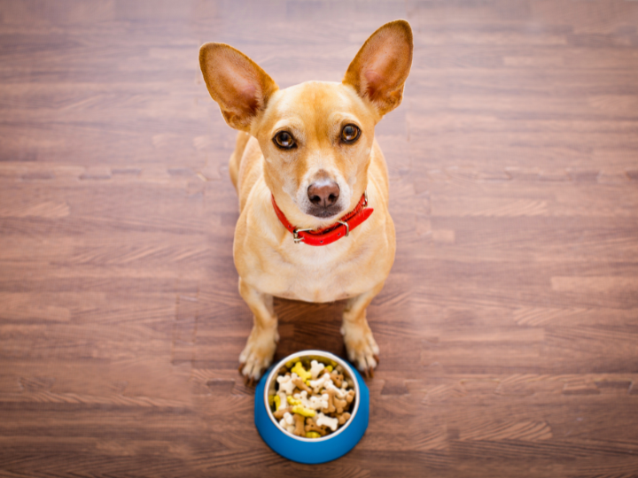 犬にとって危険な食べ物