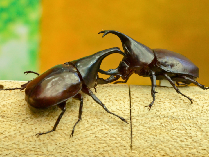 福岡でカブトムシの火葬を行うなら動愛園へ