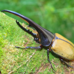 福岡でヘラクレスオオカブトムシの火葬を行うなら動愛園へ