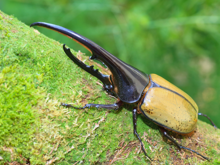 福岡でヘラクレスオオカブトムシの火葬を行うなら動愛園へ