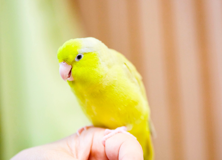小動物のお骨は残る？｜ペット火葬